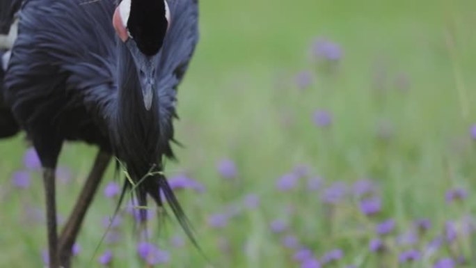 一只惊人美丽的黑冠鹤啄草的特写镜头