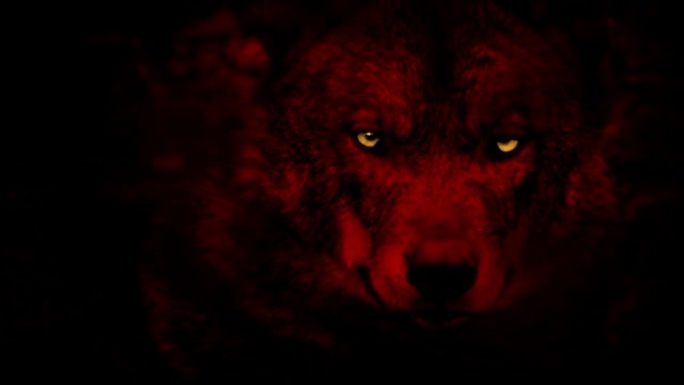 红色捕食者动物的眼睛发光的狼