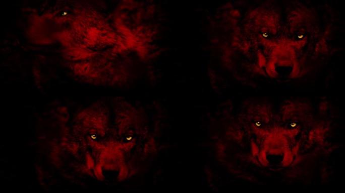 红色捕食者动物的眼睛发光的狼