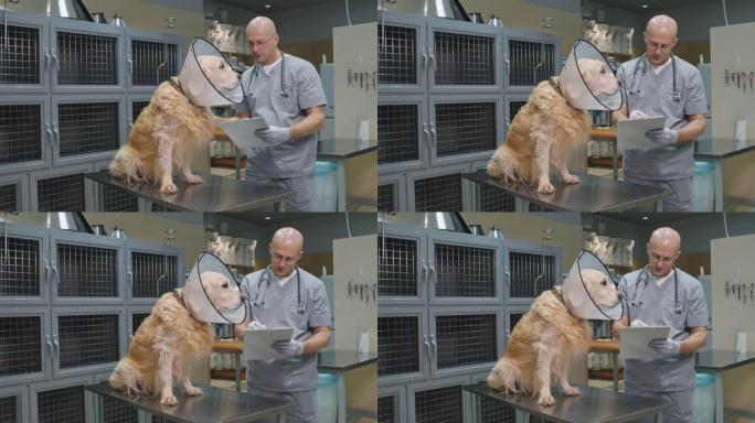 兽医检查电子领中的狗