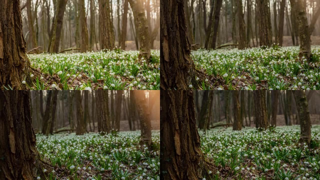 运动T/L阳光照在森林中的春天雪花花朵上