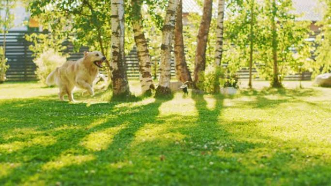 忠诚的金毛猎犬在绿色后院草坪上奔跑。顶级血统狗品种标本显示了它的聪明，可爱和高贵的美。在多莉相机慢动