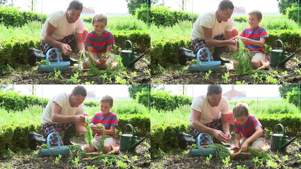 父亲和儿子在分配上采摘胡萝卜