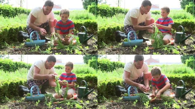 父亲和儿子在分配上采摘胡萝卜