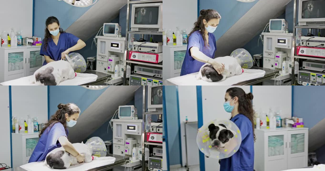 兽医技术员为狗提供手术后护理