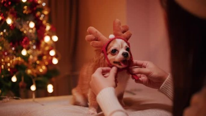 享受狗庆祝圣诞节和新年寒假