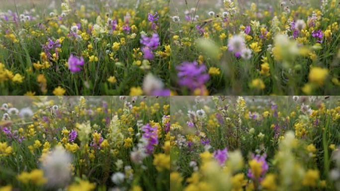 相机穿过充满五颜六色的高山草甸。花卉夏季背景