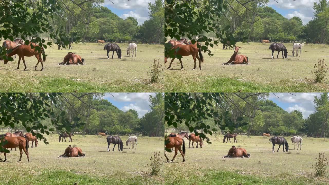 阿根廷布宜诺斯艾利斯省皮纳马尔的一群马。4k分辨率。