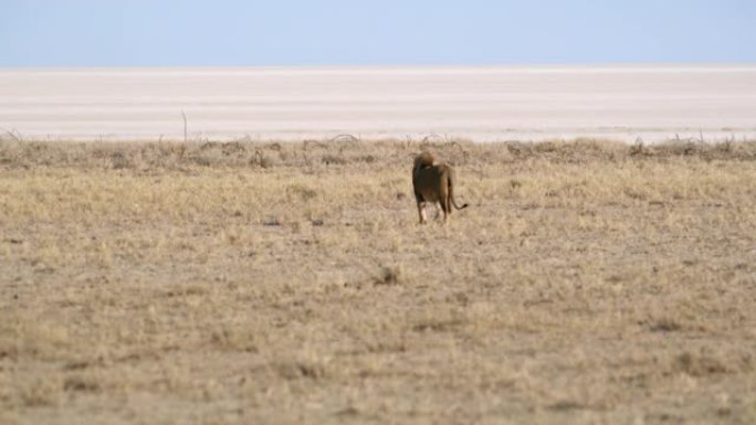 WS狮子行走在阳光明媚的沙漠，埃托沙国家公园，纳米比亚，非洲