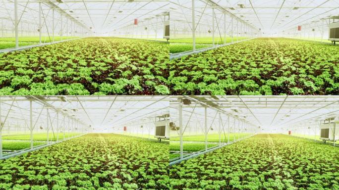 天线在温室中种植生菜