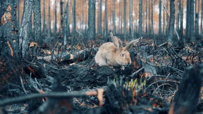 烧毁的森林地面被兔子嗅到