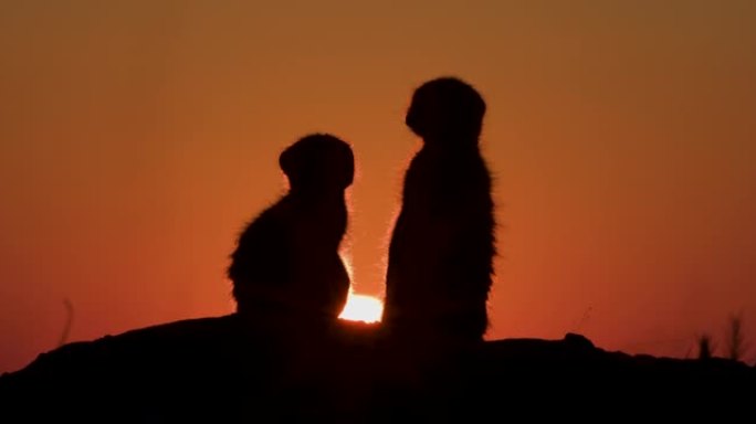 有趣可爱的动物。日落时两只猫鼬坐在洞穴顶部的特写剪影肖像