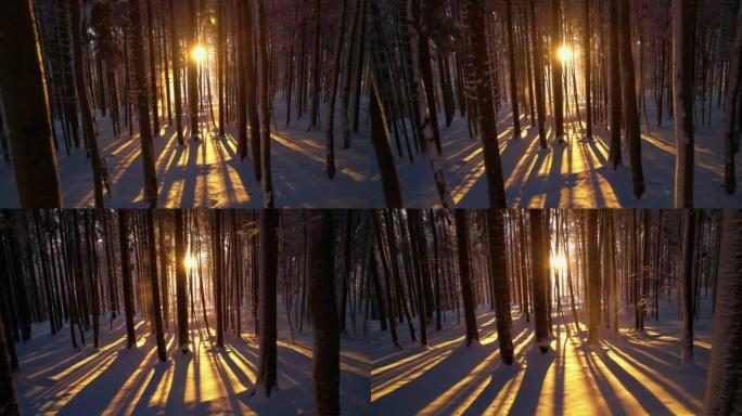 神奇的冬季金色光芒在高山森林中覆盖着新鲜的积雪