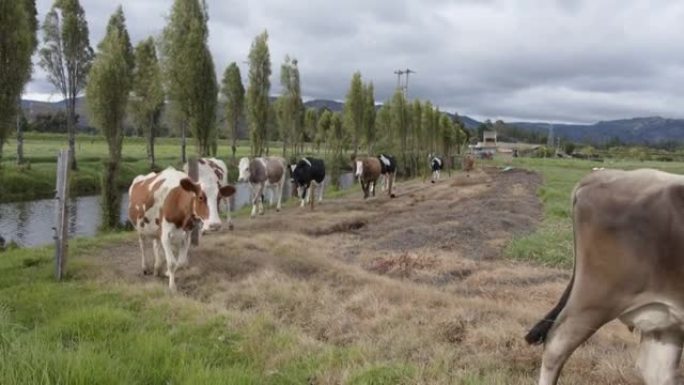 成群的母牛走到围栏上挤奶