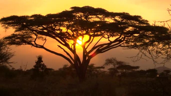剪影: 坦桑尼亚的老相思树被橙色的夕阳照亮