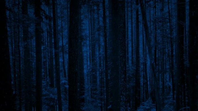夜间降雪中的高大林木