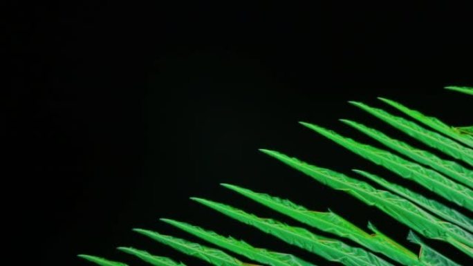 在显微镜下，化学晶体像草一样生长