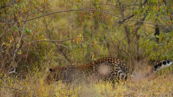 慢动作发现豹子在野生动物保护区的草丛中行走