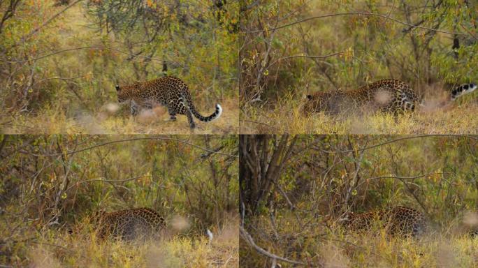 慢动作发现豹子在野生动物保护区的草丛中行走