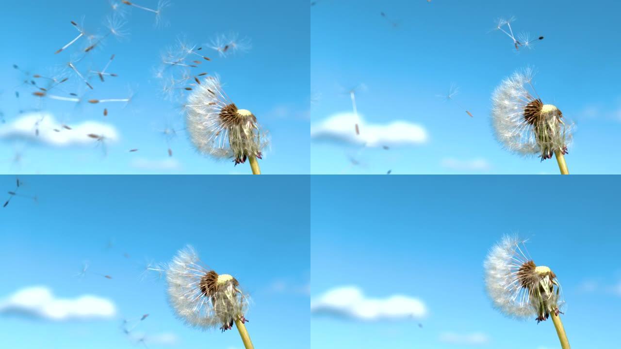 特写: 脆弱的白色蒲公英花籽在湛蓝的天空中飞走。