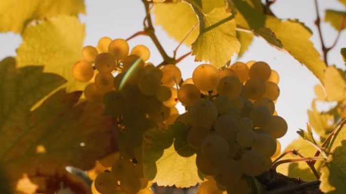 DS黄金时刻的阳光穿过葡萄园中的葡萄