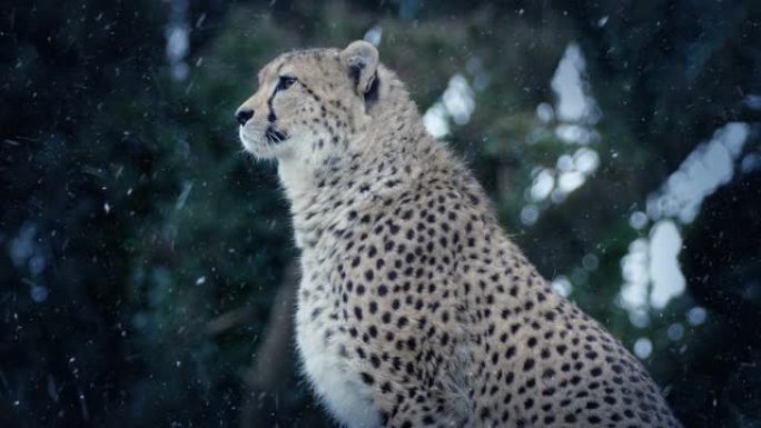 猎豹在降雪中四处张望