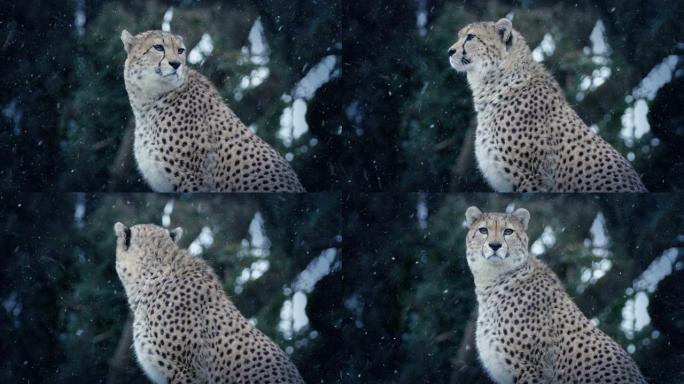 猎豹在降雪中四处张望