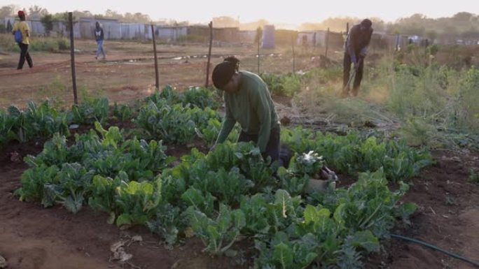 非洲黑人男子和非洲黑人妇女倾向于在非正式定居点 (棚户区) 的一个小社区花园里种菜