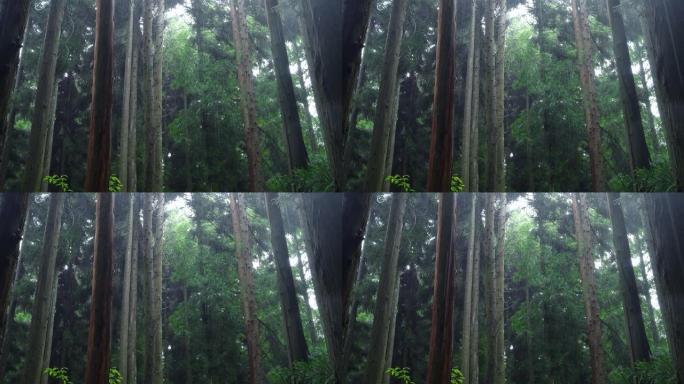 林地里下雨热带雨林气候