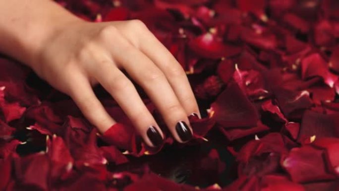 女人，修指甲手或花瓣从红玫瑰在工作室后水疗，自爱奢华或时尚指甲设计。缩放，纹理花朵背景或健康沙龙后的