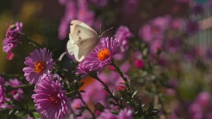 超级慢动作蝴蝶在花园里觅食