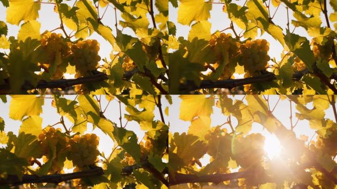 DS黄金时段的阳光穿过葡萄园中的葡萄和藤蔓叶子