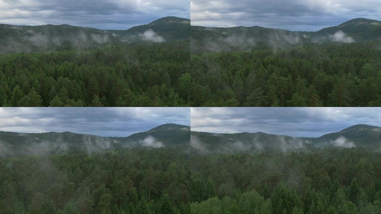空中: 迷雾松树林