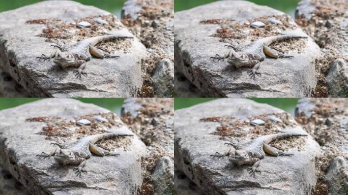 西藏林芝的蜥蜴躺在岩石上晒太阳