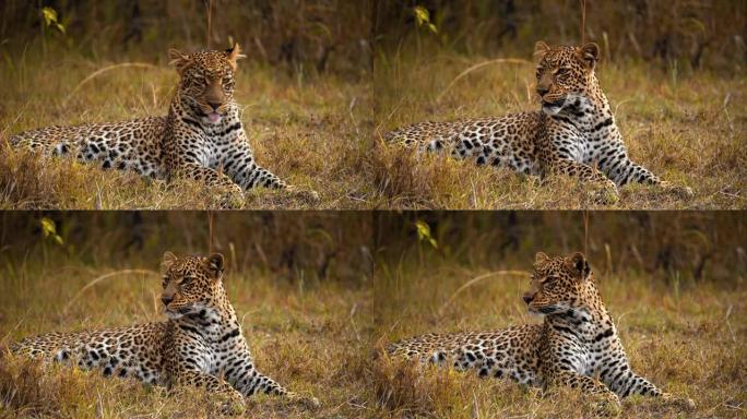 慢动作疲倦的斑点豹躺在野生动物保护区的草地上