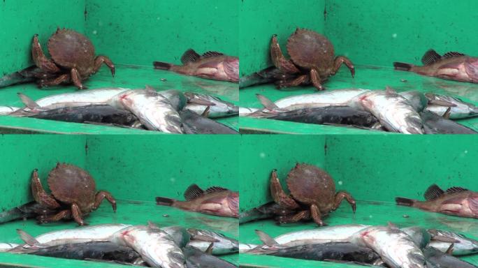智利瓦尔帕莱索鱼市场上的一只螃蟹和死鱼。特写。放大。