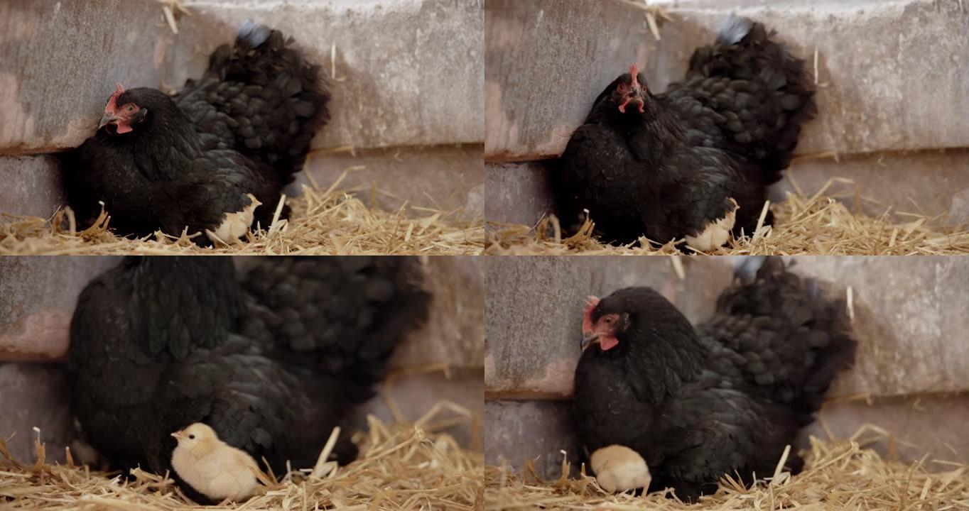 母鸡坐在小鸡上老母鸡鸡妈妈孵小鸡家禽