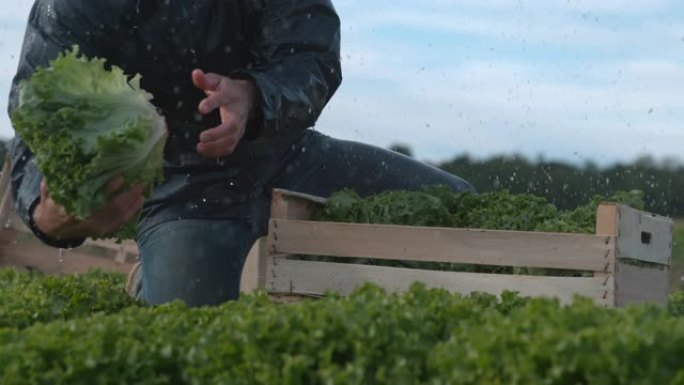 超级SLO MO无法识别的农民在雨中将生菜堆放到板条箱中
