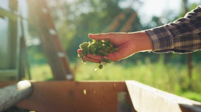 目前，一位年轻的成功农民正在用手控制收获的生物生啤酒花，用于生态精酿啤酒厂的高品质啤酒生产。