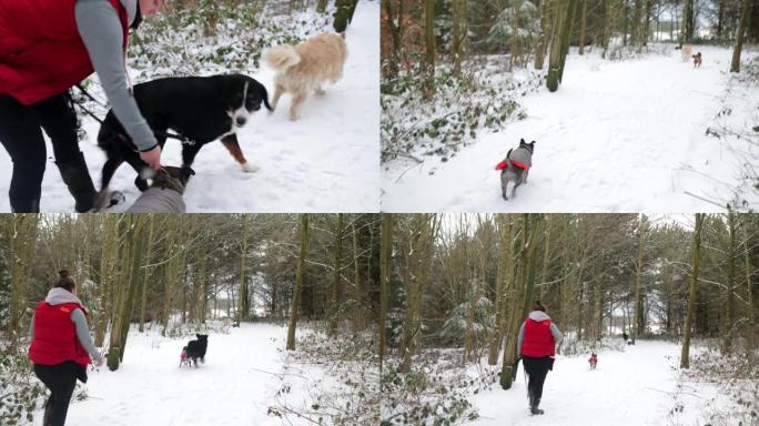 让狗脱离皮带冬天玩耍雪人冰天雪地