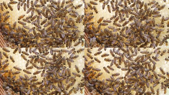 蜂巢蜂蜡上爬行的蜜蜂群的特写