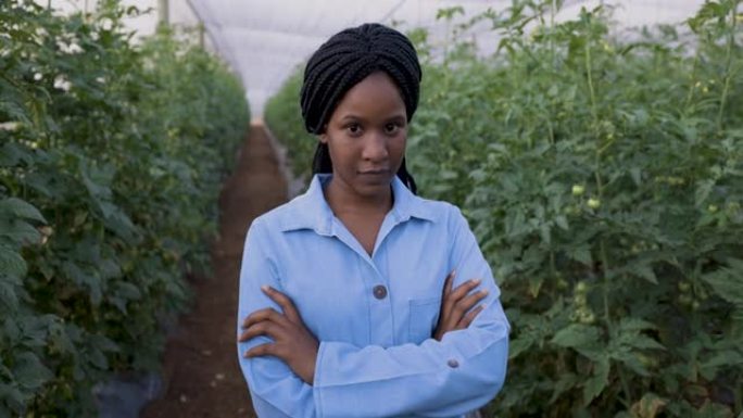 特写肖像，双臂交叉，年轻的非洲黑人千禧一代女农民站在温室中的番茄作物前
