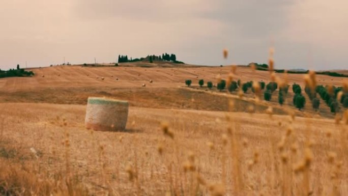 意大利托斯卡纳，以葡萄园为背景的乡村干草。