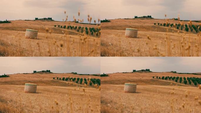 意大利托斯卡纳，以葡萄园为背景的乡村干草。
