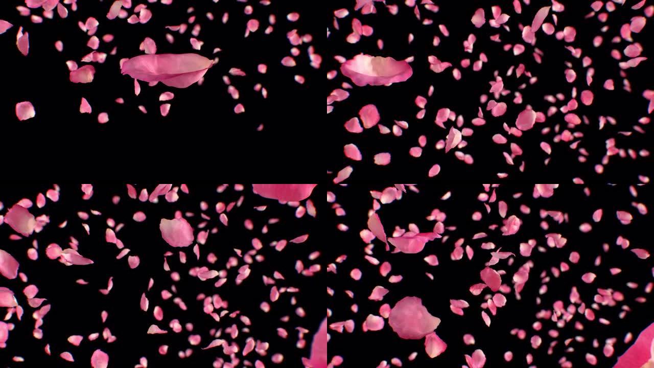 粉色花瓣落在黑色背景上特写慢动作。玫瑰花在空中飞舞的3d动画。爱情、浪漫和自然概念