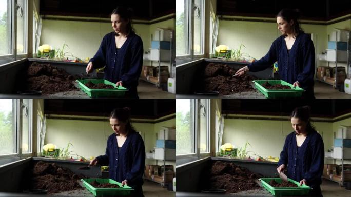 在温室中工作的年轻女子在栽培托盘中填充土壤