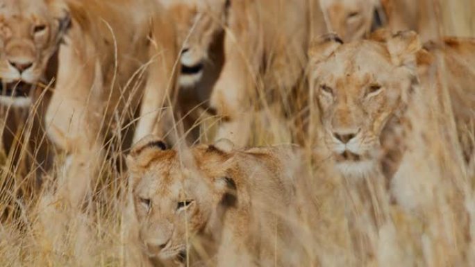 在阳光明媚的野生动物保护区的高高的草丛中行走的狮子的慢动作骄傲