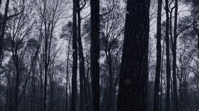 在寒冷的下雪天，森林的垂直拍摄
