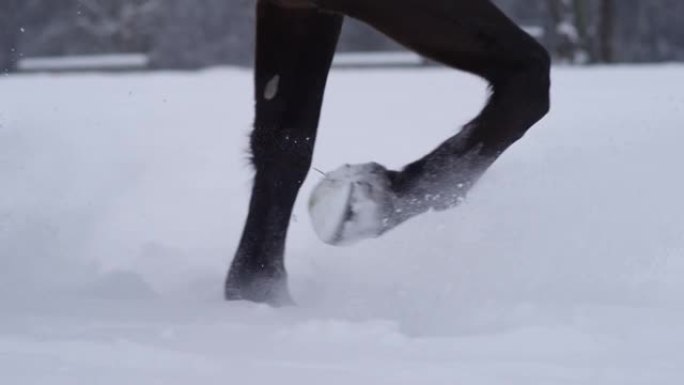 特写，低角度: 年轻的纯种马在白雪皑皑的草地上慢跑。