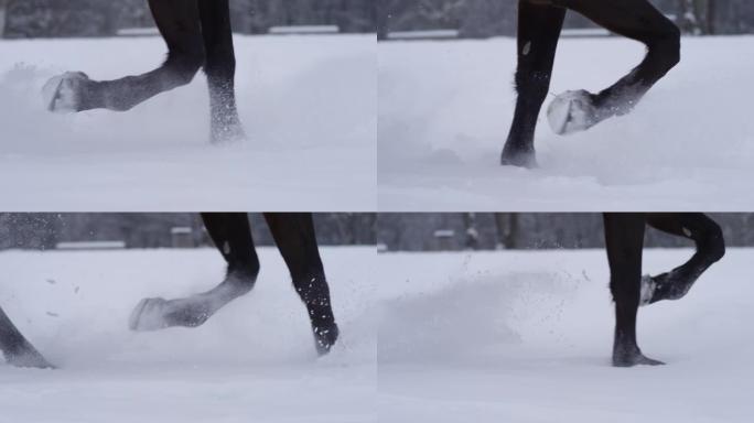 特写，低角度: 年轻的纯种马在白雪皑皑的草地上慢跑。